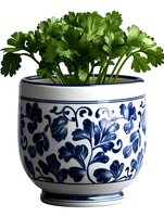 Fresh parsley growing in traditional blue and white ceramic pot with floral pattern, isolated on white background for kitchen and garden decor.