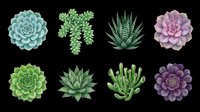 Succulent plants collection isolated on transparent background, featuring eight varieties including echeveria, sedum, aloe, and aeonium in green, blue, and purple tones. Ready for t-shirt design, clipart, stickers, and print-on-demand projects.