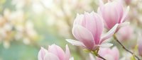 Delicate pink magnolia blossoms with soft petals in full bloom against a blurred spring garden background, ideal for nature and botanical designs.