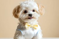 Adorable Maltese puppy wearing light blue vest and yellow bow tie smiling at camera against beige background, groomed white fluffy fur showing playful expression.