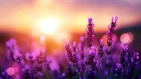 Purple lavender flowers blooming in field during golden sunset with warm bokeh light effects creating dreamy romantic atmosphere for wellness spa aromatherapy.