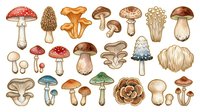 Mushroom and toadstool varieties in vintage botanical illustration style, isolated on white background. Suitable for educational materials, design projects, and decorative applications.