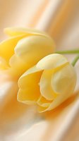 Delicate yellow tulip petals in soft focus macro photography against blurred beige background, showcasing gentle curves and subtle texture of spring flower.