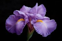 Purple iris flower with delicate water droplets on ruffled petals against dark background, featuring golden yellow beard and dramatic lighting for nature photography.