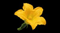 Bright yellow flower with delicate petals isolated on transparent background, ready for t-shirt designs, clipart, stickers, print-on-demand products, and sublimation projects.