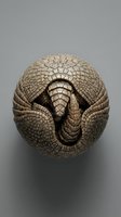 Armadillo curled into defensive ball showing detailed armored shell texture and natural protection behavior on neutral background for wildlife education.