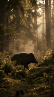 Wild boar foraging in misty forest during golden hour with dramatic sunlight filtering through trees creating atmospheric woodland scene.