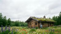 Rustic wooden cabin surrounded by wildflowers and lupines in forest clearing, ideal for rural lifestyle, nature retreat, and countryside design projects.