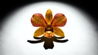 Isolated golden and red orchid flower with delicate petals and dark center, suitable for design projects, botanical illustrations, and decorative applications.