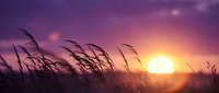Tall grass silhouettes swaying in gentle breeze against vibrant purple and pink sunset sky with bright sun creating warm golden light and peaceful evening atmosphere.