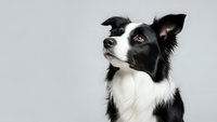 Border collie dog portrait on gray background looking up with alert expression for pet care and training materials.