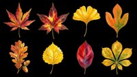 Autumn leaves collection with acorns, isolated on transparent background, ready for T-shirts, stickers, sublimation, clipart, and print on demand design use.