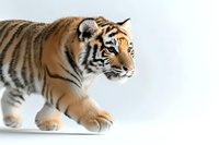 Young Bengal tiger cub walking on white background, side view profile showing striped fur pattern and distinctive facial features. Isolated wildlife studio shot.