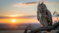 Majestic owl perched on weathered branch against golden sunset sky. Wildlife photography showcasing nocturnal bird of prey in natural habitat during twilight hour.