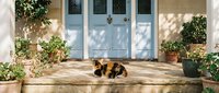 Adorable calico cat sleeping peacefully on sunny stone doorstep of charming home with blue door and lush green potted plants creating cozy entrance.