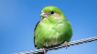 Small green parrot perched on rope against blue sky background. Colorful tropical bird with vibrant plumage for nature and wildlife photography projects.