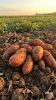 Fresh sweet potatoes harvested from organic farm field at golden hour sunset. Agricultural produce ready for market with rich soil and green plants.