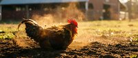 Rooster with red comb and wattles dust bathing in dry earth, kicking up golden particles in sunlight on farm ground with blurred barn background.