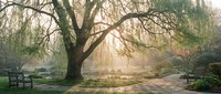 Peaceful park scene with majestic weeping willow tree casting shadows over stone pathway. Serene morning light filters through branches creating tranquil atmosphere.