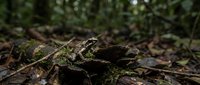 Moss-covered fallen log decomposing on forest floor with natural bokeh background creating peaceful woodland atmosphere for nature and environmental themes.
