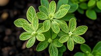 Fresh green seedlings with detailed vein patterns growing in dark soil, showcasing delicate leaf structure and natural growth pattern in macro photography.