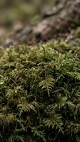 Lush green moss growing on forest floor with blurred bark and wood debris in background, suitable for nature and environmental projects.