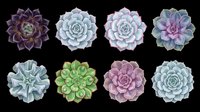 Eight colorful succulent rosettes in purple, green, and blue tones, isolated on transparent background. Great for stickers, t-shirt design, clipart, and print on demand.