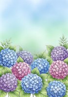 Watercolor hydrangea flowers border with soft pastel blue pink purple blooms and green leaves on gradient background for spring garden designs.