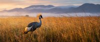 Grey crowned crane standing in golden grassland at sunrise with misty mountains in background creating serene African wildlife landscape scene.
