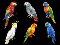 Colorful parrot collection featuring six isolated tropical birds including macaws, cockatoos, and lorikeets on transparent background. Ready for t-shirt design, clipart, stickers, and print-on-demand products.