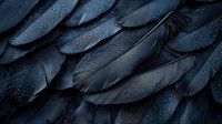 Dark raven feathers with water droplets in moody lighting create dramatic texture and pattern, highlighting natural iridescent details and mysterious atmosphere.