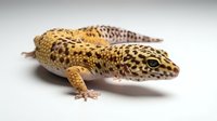 Spotted leopard gecko with yellow and brown patterned skin isolated on white background, suitable for educational materials, pet care guides, and wildlife design projects.