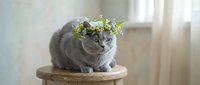 Gray tabby cat wearing a floral crown of yellow and purple flowers, sitting on wooden stool by window with natural light.