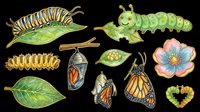 Butterfly life cycle clipart set with caterpillars, chrysalis, monarch butterflies, leaves, and flower, isolated on transparent background for stickers, t-shirts, print on demand.