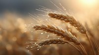 Golden wheat ears with morning dew drops glistening in warm sunlight against blurred natural background, creating atmospheric agricultural scene for harvest season.