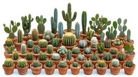 Collection of diverse small cacti and succulents in terracotta pots arranged in rows, perfect for home decor, gardening projects, and plant displays.