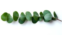 Fresh eucalyptus branch with round green leaves arranged in symmetrical pattern on white background, isolated botanical element for natural design projects.