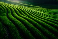 Aerial view of green tea plantation rows creating geometric patterns on hillside with morning sunlight casting shadows across curved terraces. Perfect for agriculture themes.