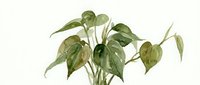 Potted houseplant with drooping green leaves isolated on white background, suitable for interior design, gardening, and botanical illustrations.