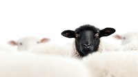 Black faced sheep peering over white fluffy surface with curious expression, close up portrait against light background creating minimalist composition.