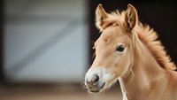 Adorable chestnut foal with fluffy mane looking curious in stable environment. Young horse portrait showcasing innocent expression and soft features.