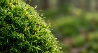 Fresh green moss growing in natural forest environment with soft bokeh background creating peaceful organic texture for nature and botanical projects.