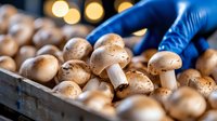 Fresh brown champignon mushrooms in wooden box with blue gloved hand selecting produce, soft bokeh background lights, macro food photography.
