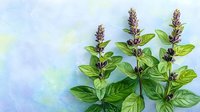 Purple basil plants with flowering tops against soft blue-green background, fresh culinary herb for cooking and garnishing dishes.