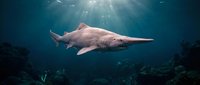 Large shark swimming gracefully through deep blue ocean waters with sunlight rays penetrating from surface above coral reef marine wildlife underwater scene.
