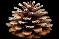 Brown pine cone with layered scales isolated on black background, showcasing natural texture and botanical detail for seasonal decor.