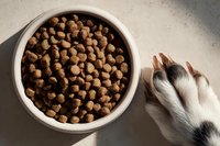 Dry dog food kibble in white ceramic bowl with dog paw visible, pet nutrition concept for canine diet and feeding time.