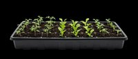 Seedling tray with young green plants in black plastic propagation container, isolated on transparent background, ready for gardening designs, t-shirts, and print-on-demand products.