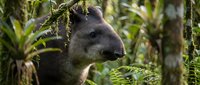 South American tapir in lush tropical rainforest habitat with dense green vegetation and natural lighting for wildlife and nature content.
