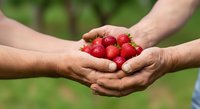 Two people with different skin tones holding fresh red strawberries together in cupped hands against a blurred green garden background, symbolizing harvest, sharing, and agricultural cooperation.